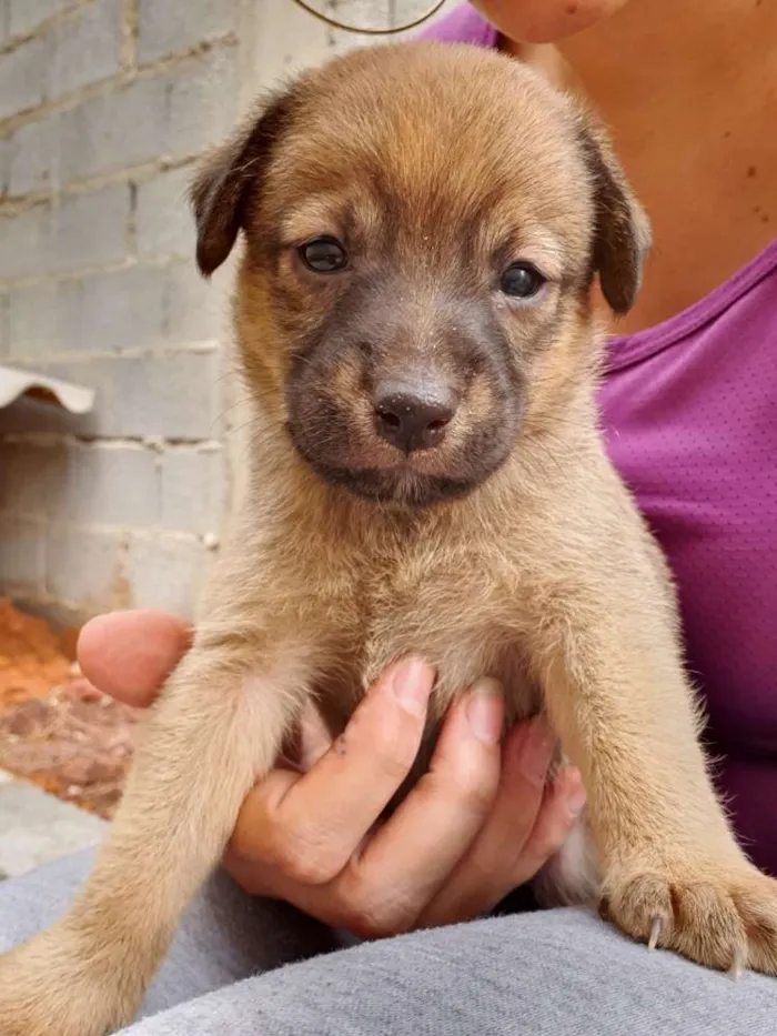 Cachorro ra a SRD idade Abaixo de 2 meses nome Filhote