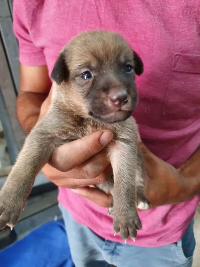 Cachorro ra a SRD idade Abaixo de 2 meses nome Filhote