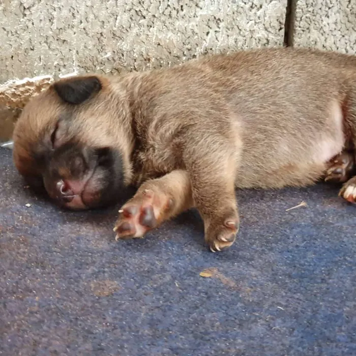 Cachorro ra a SRD idade Abaixo de 2 meses nome Filhote