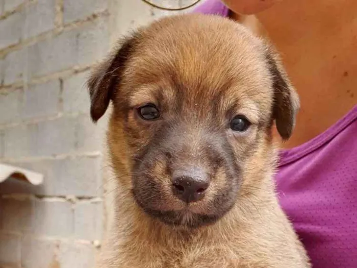 Cachorro ra a SRD idade Abaixo de 2 meses nome Filhote