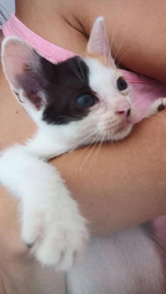 Gato raça  idade Abaixo de 2 meses nome Sem nome