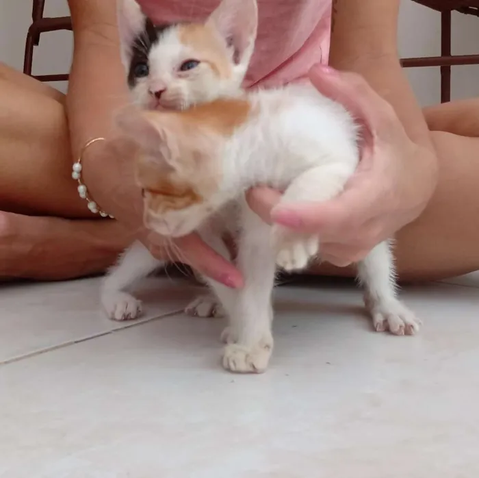 Gato raça  idade Abaixo de 2 meses nome Sem nome