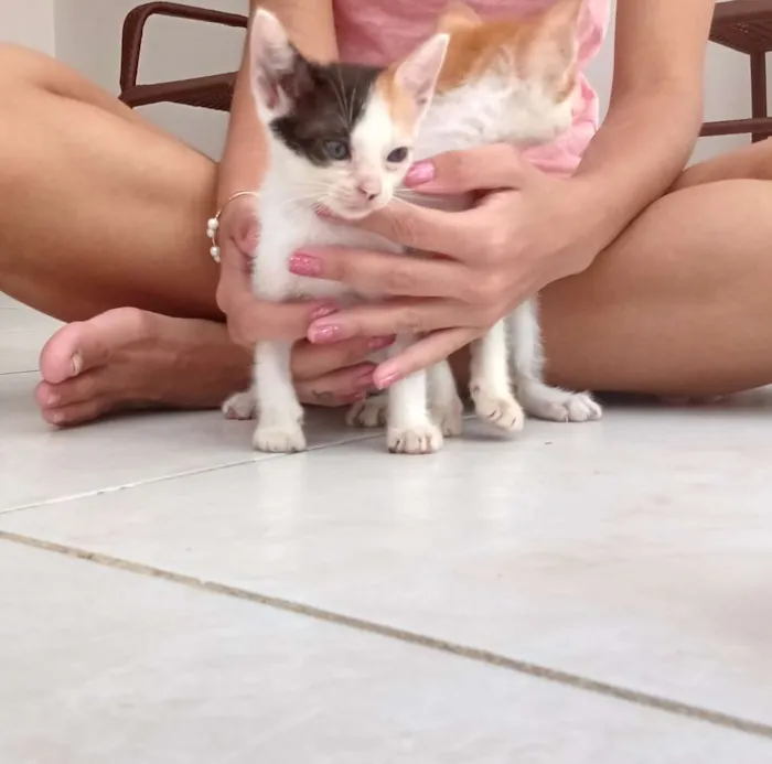 Gato raça  idade Abaixo de 2 meses nome Sem nome