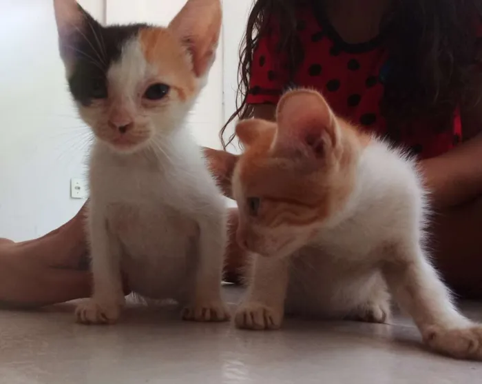 Gato raça  idade Abaixo de 2 meses nome Sem nome