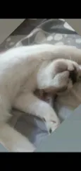 Bel
