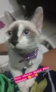 Bel