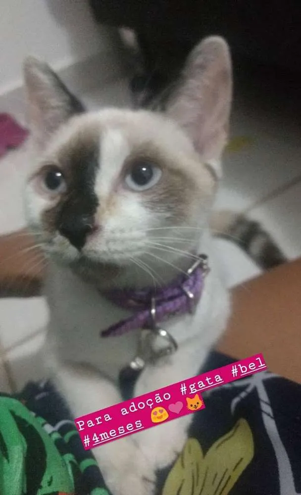 Gato raça  idade 7 a 11 meses nome Bel