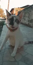 Bel