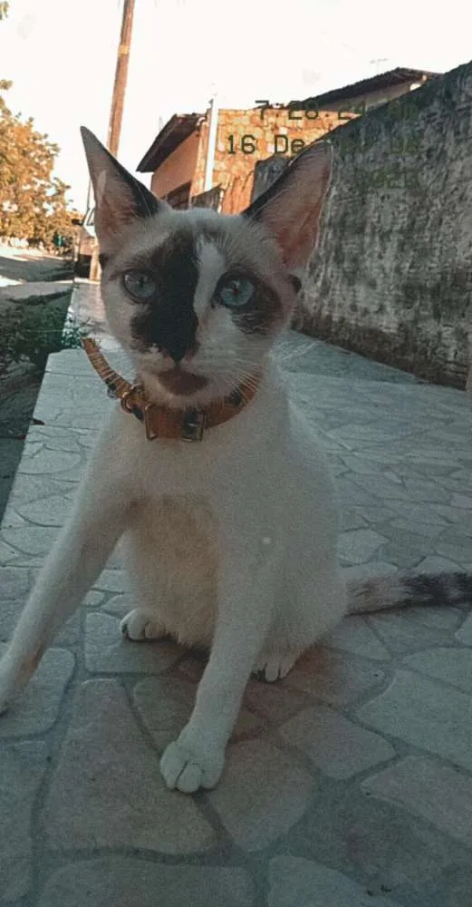 Gato raça  idade 7 a 11 meses nome Bel