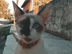 Gato raça  idade 7 a 11 meses nome Bel