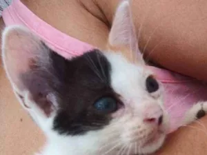 Gato raça  idade Abaixo de 2 meses nome Sem nome