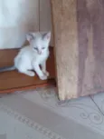 Babi