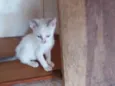 Babi
