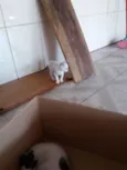 Babi