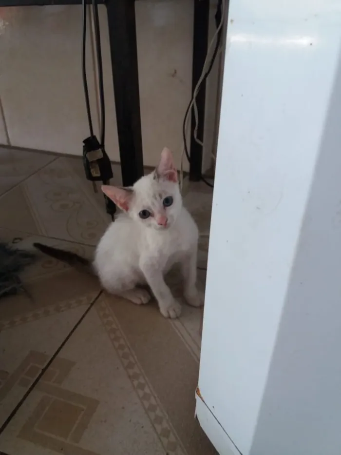 Gato ra a Srd idade 2 a 6 meses nome Mia