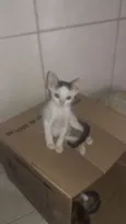 Lui