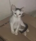 Lui