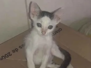 Gato raça Srd idade 2 a 6 meses nome Lui