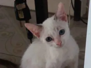 Gato raça Srd idade 2 a 6 meses nome Mia