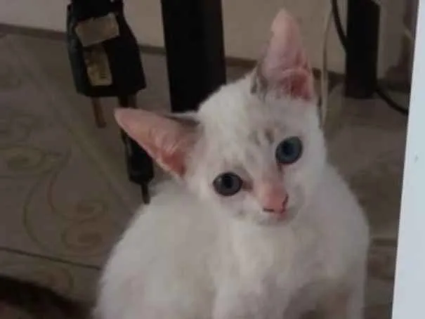 Gato ra a Srd idade 2 a 6 meses nome Mia