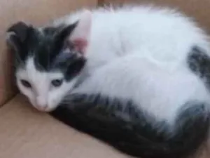 Gato raça Srd idade 2 a 6 meses nome Luna