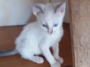 Gato raça Srd idade 2 a 6 meses nome Babi