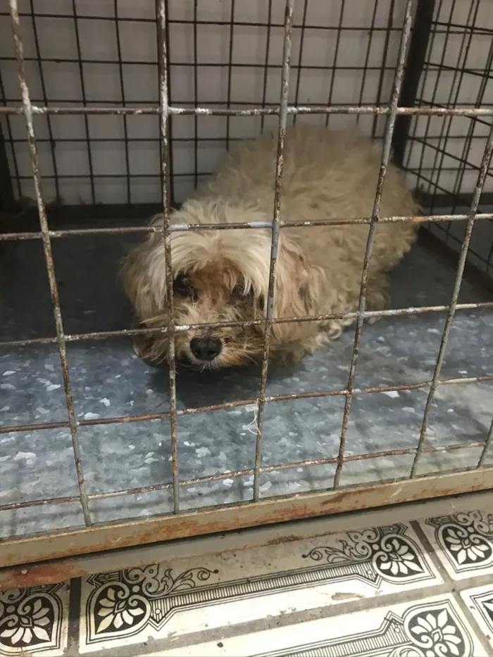 Cachorro ra a Poodle  idade 5 anos nome Tonico
