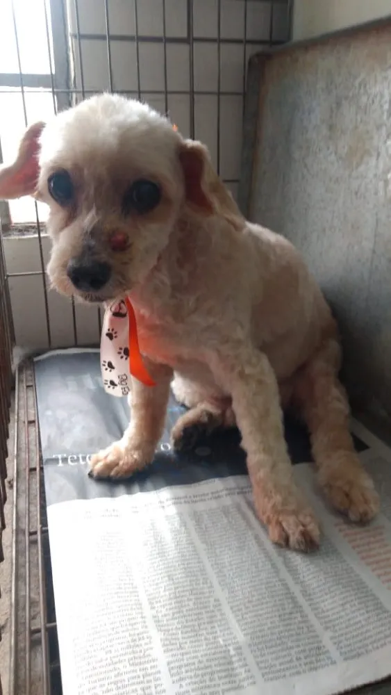 Cachorro ra a Poodle  idade 5 anos nome Tonico
