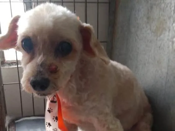 Cachorro ra a Poodle  idade 5 anos nome Tonico