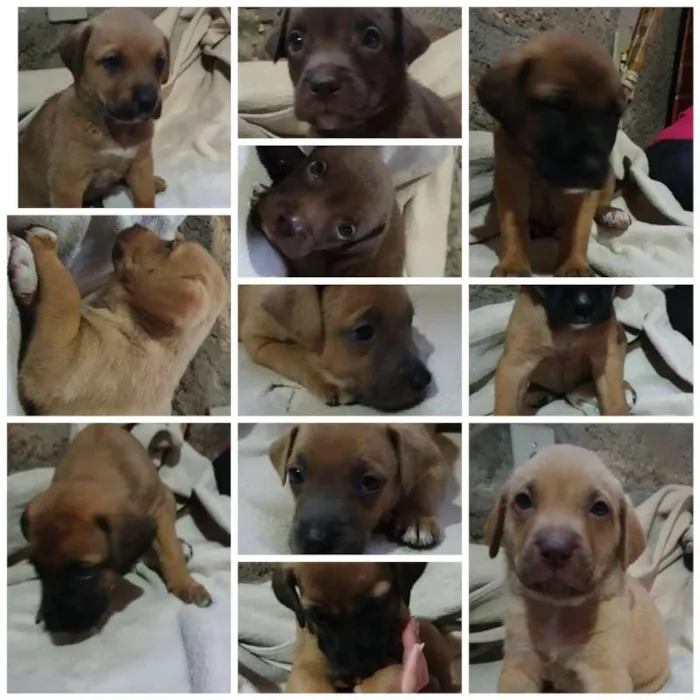 Cachorro ra a SRD idade Abaixo de 2 meses nome Sem nomes