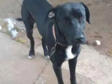 Cachorro ra a Labrador  idade 2 anos nome Spiker 