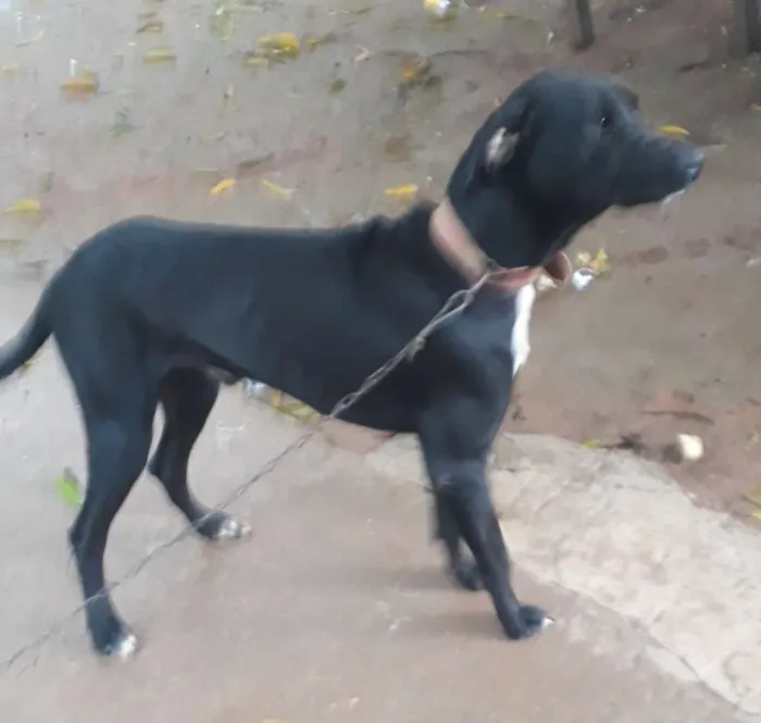 Cachorro ra a Labrador  idade 2 anos nome Spiker 