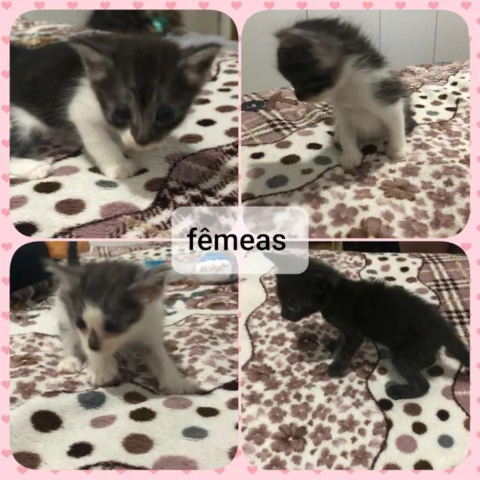 Gato ra a  idade Abaixo de 2 meses nome Filhotes 