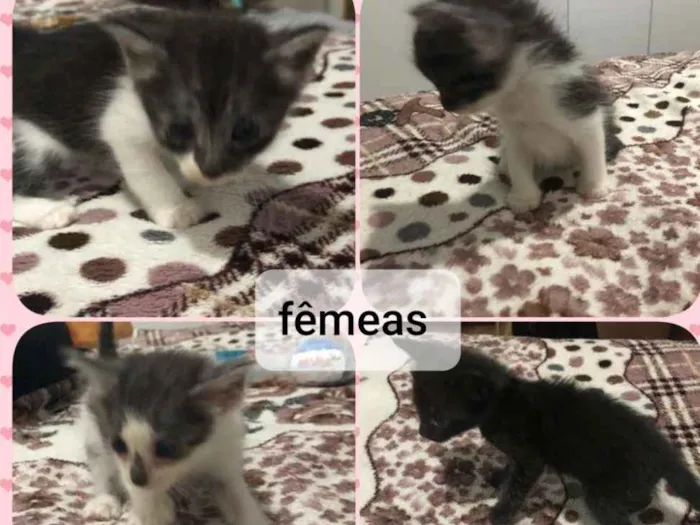 Gato ra a  idade Abaixo de 2 meses nome Filhotes 