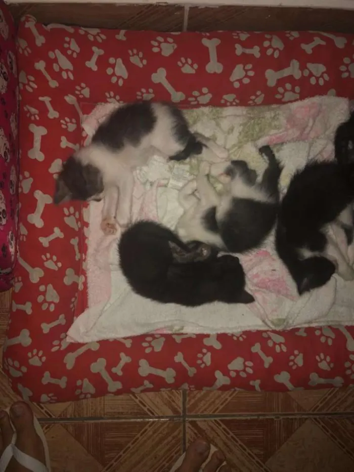 Gato ra a  idade Abaixo de 2 meses nome Filhotes 
