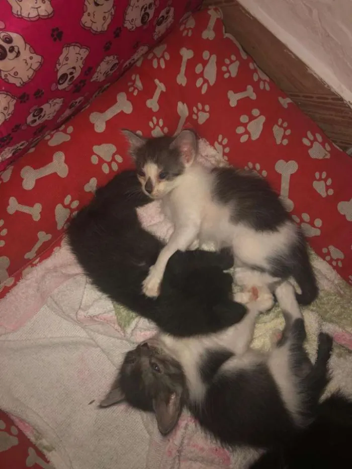 Gato ra a  idade Abaixo de 2 meses nome Filhotes 