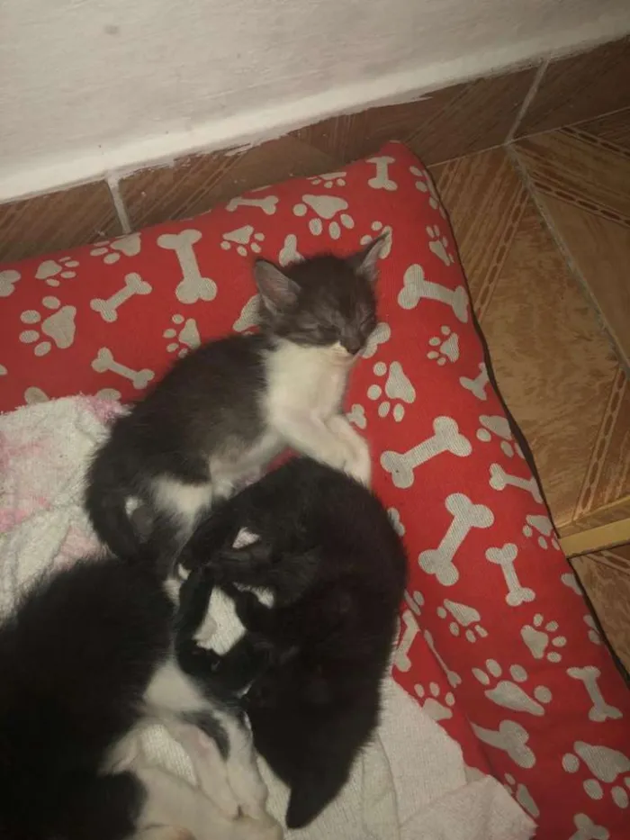 Gato ra a  idade Abaixo de 2 meses nome Filhotes 
