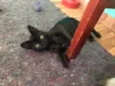 Tom
