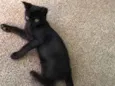 Tom