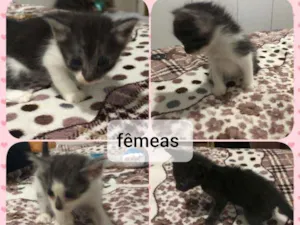 Gato raça  idade Abaixo de 2 meses nome Filhotes 