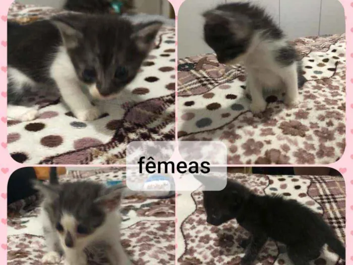 Gato ra a  idade Abaixo de 2 meses nome Filhotes 