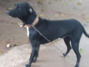 Cachorro raça Labrador  idade 2 anos nome Spiker 