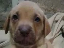 Cachorro raça SRD idade Abaixo de 2 meses nome Sem nomes