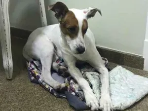 Cachorro raça  idade 3 anos nome Sem Nome