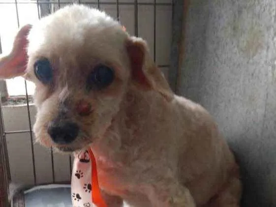 Cachorro ra a Poodle  idade 5 anos nome Tonico