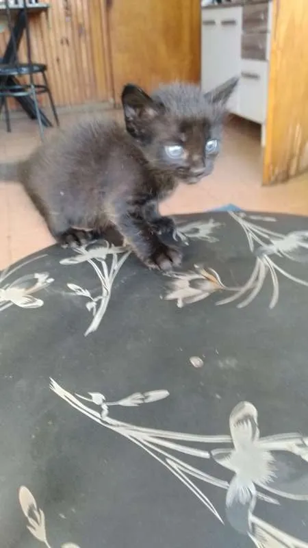 Gato ra a  idade Abaixo de 2 meses nome Sem Nome