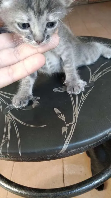 Gato ra a  idade Abaixo de 2 meses nome Sem Nome