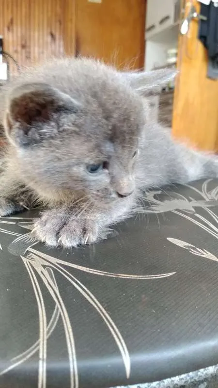 Gato ra a  idade Abaixo de 2 meses nome Sem Nome