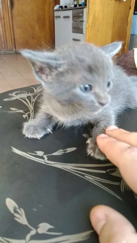 Gato ra a  idade Abaixo de 2 meses nome Sem Nome