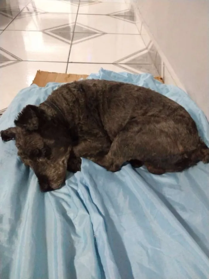 Cachorro ra a Srd idade 3 anos nome Nego